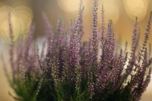 cherylandmatthew-1106.jpg